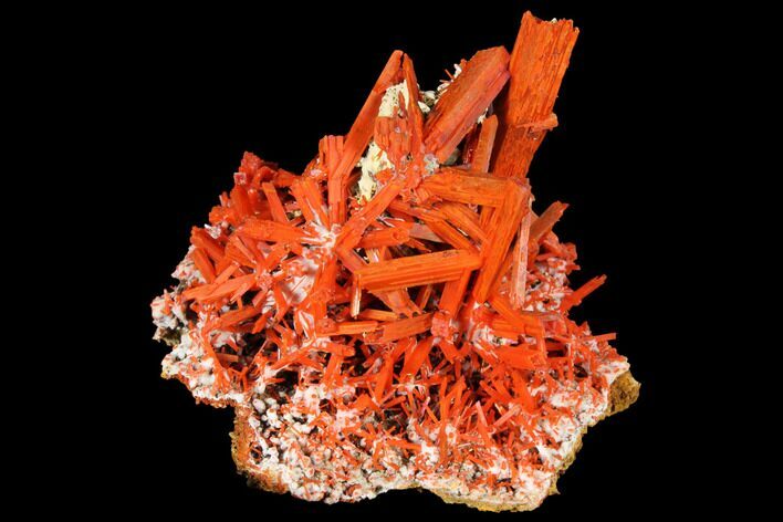 Bright Orange Crocoite Crystal Cluster - Tasmania #129101